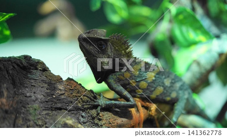 Gonocephalus Lizard Portrait Close Up Reptile Photography Gonocephalus Lizard Portrait Close Up Reptile Photography 141362778