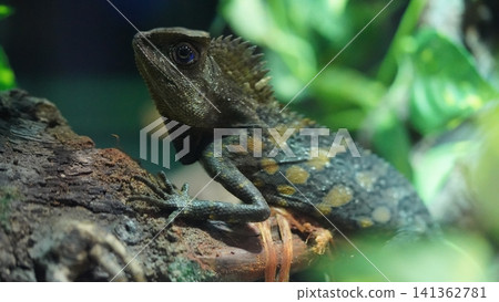 Forest Dragon Lizard Close Up Reptile Photography Forest Dragon Lizard Close Up Reptile Photography 141362781