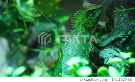 Green Crested Lizard on a Branch Close Up Green Crested Lizard on a Branch Close Up 141362788