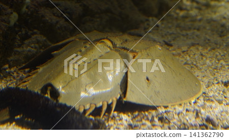 Horseshoe Crab Resting on the Sea Floor Horseshoe Crab Resting on the Sea Floor 141362790