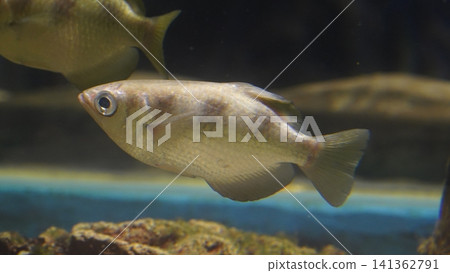 Silver Moony Fish Close Up Underwater Shot Silver Moony Fish Close Up Underwater Shot 141362791