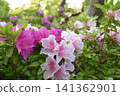 Azalea blossoms, the refreshing sunlight filtering through the trees in early summer, and the lush greenery of a Japanese garden. 141362901