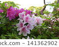 Azalea blossoms, the refreshing sunlight filtering through the trees in early summer, and the lush greenery of a Japanese garden. 141362902