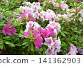 Azalea blossoms, the refreshing sunlight filtering through the trees in early summer, and the lush greenery of a Japanese garden. 141362903