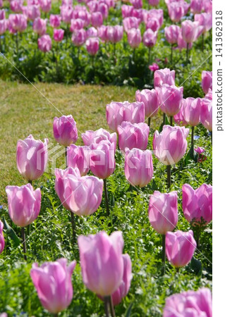 Tulip Momotaro Tulip Momotaro 141362918