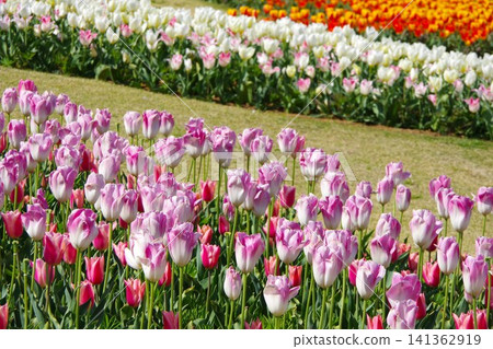 Tulip field Tulip field 141362919