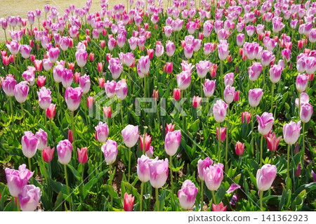 Tulip Momotaro Sane Tulip Momotaro Sane 141362923