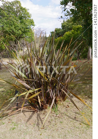 New Zealand Flax purpurea New Zealand Flax purpurea 141362937
