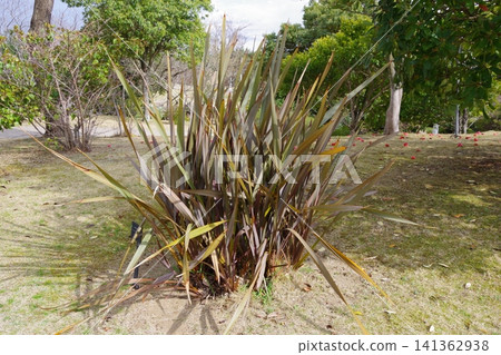 New Zealand Flax purpurea New Zealand Flax purpurea 141362938