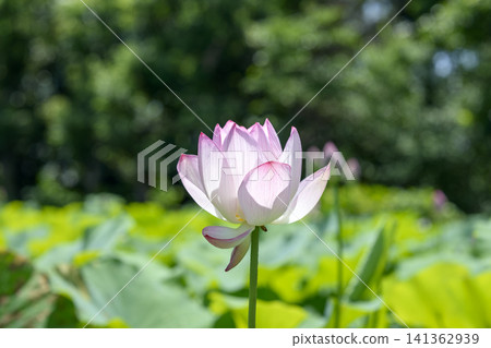 Lotus flower early summer rainy season July image Lotus flower early summer rainy season July image 141362939