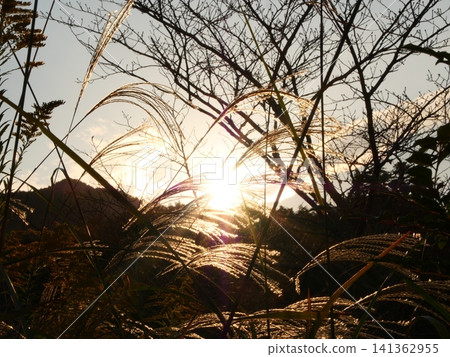 Pampas grass swaying in the wind Pampas grass swaying in the wind 141362955