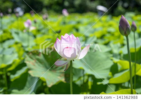 Lotus flower early summer rainy season July image Lotus flower early summer rainy season July image 141362988