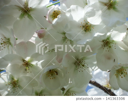 白色櫻花的特寫。 白色櫻花的特寫。 141363306