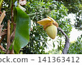 Fruit that grows on a banana tree 141363412