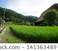 Rice paddies and architecture 141363489