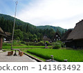 Gassho-zukuri and rice fields in Shirakawa-go 141363492