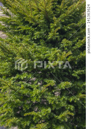 Taxus baccata close up. Green branches of yew tree(Taxus baccata, English yew Taxus baccata close up. Green branches of yew tree(Taxus baccata, English yew 141363624