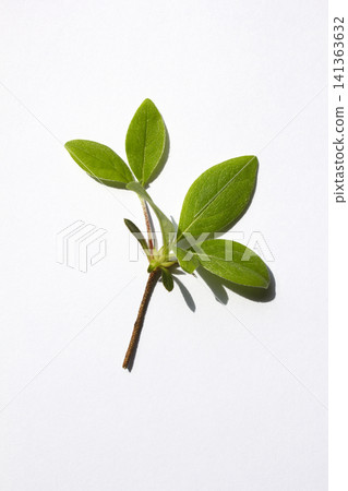 It is an azalea leaf placed on a white background. It is an azalea leaf placed on a white background. 141363632