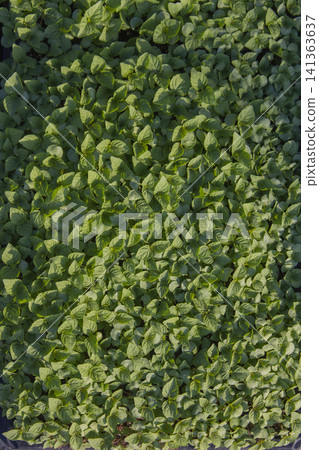It is a perilla seedling. It is a perilla seedling. 141363637