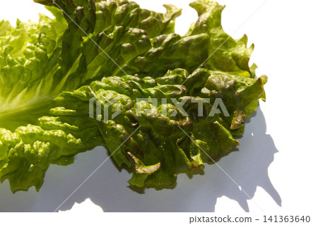 This is a close-up of a red lettuce leaf. This is a close-up of a red lettuce leaf. 141363640