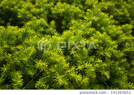 Taxus baccata close up. Green branches of yew tree(Taxus baccata, English yew Taxus baccata close up. Green branches of yew tree(Taxus baccata, English yew 141363652