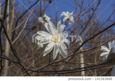 A blooming white magnolia flower A blooming white magnolia flower 141363666