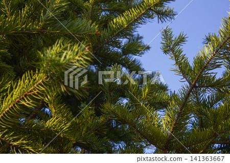 fir tree close up. Green branches of fir tree . fir tree close up. Green branches of fir tree . 141363667