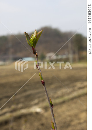 Sprout 141363668
