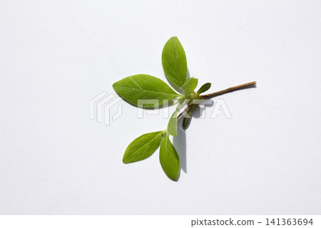 It is an azalea leaf placed on a white background. It is an azalea leaf placed on a white background. 141363694