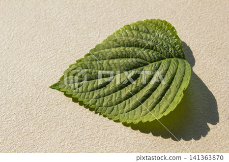This is a close-up of a perilla leaf, a leafy vegetable used for wraps. This is a close-up of a perilla leaf, a leafy vegetable used for wraps. 141363870