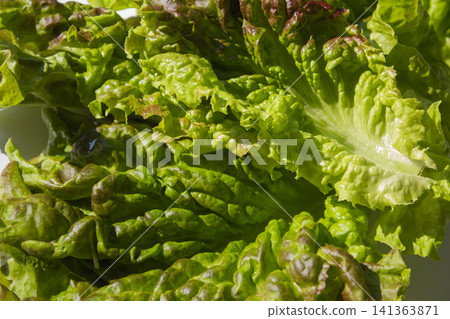 This is a close-up of a red lettuce leaf. This is a close-up of a red lettuce leaf. 141363871