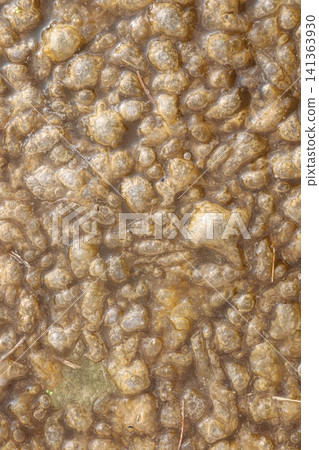 Pectinatella magnifica, the magnificent bryozoan,is a member of the Bryozoa phylum Pectinatella magnifica, the magnificent bryozoan,is a member of the Bryozoa phylum 141363930