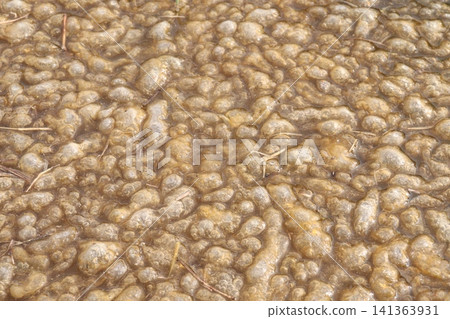 Pectinatella magnifica, the magnificent bryozoan,is a member of the Bryozoa phylum Pectinatella magnifica, the magnificent bryozoan,is a member of the Bryozoa phylum 141363931