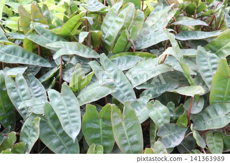 Philodendron billietiae plant on pot in farm Philodendron billietiae plant on pot in farm 141363989