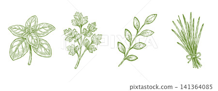 Culinary Herb Collection Set Basil Parsley Oregano Rosemary Vintage 141364085