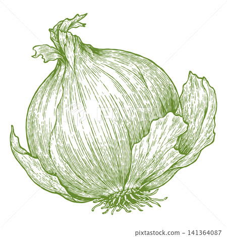 Onion Bulb Vintage Engraved Vegetable Hand Drawn Farm Illustration Onion Bulb Vintage Engraved Vegetable Hand Drawn Farm Illustration 141364087
