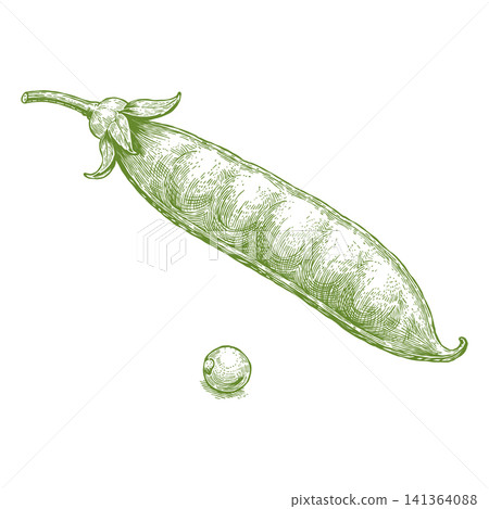 Pea Pod with Single Pea Vintage Engraved Garden Vegetable Illustration Pea Pod with Single Pea Vintage Engraved Garden Vegetable Illustration 141364088