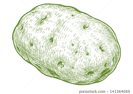 Potato Vintage Engraved Vegetable Hand Drawn Rustic Farm Illustration Potato Vintage Engraved Vegetable Hand Drawn Rustic Farm Illustration 141364089
