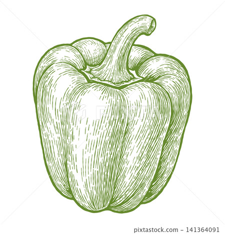Bell Pepper Vintage Engraved Vegetable Illustration Bell Pepper Vintage Engraved Vegetable Illustration 141364091