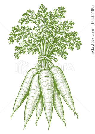 Carrot Bunch with Leafy Tops Vintage Engraved Farm Illustration Carrot Bunch with Leafy Tops Vintage Engraved Farm Illustration 141364092