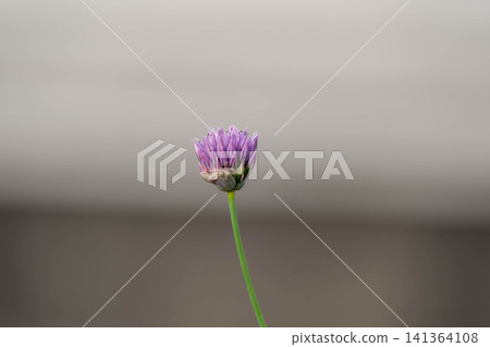 When the chives bloom When the chives bloom 141364108