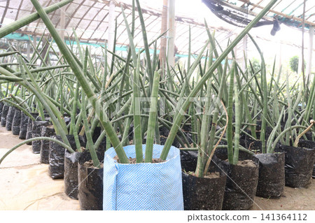 Sansevieria cylindrica leaf and succulent plant Sansevieria cylindrica leaf and succulent plant 141364112
