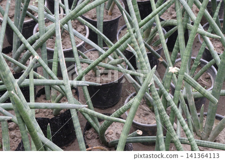 Sansevieria cylindrica leaf and succulent plant Sansevieria cylindrica leaf and succulent plant 141364113