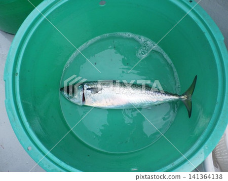Mackerel that were caught Mackerel that were caught 141364138