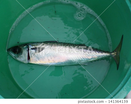 Mackerel that were caught Mackerel that were caught 141364139