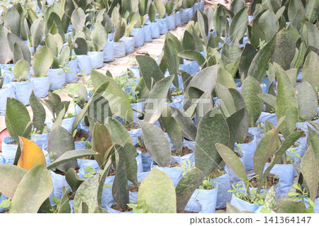 Sansevieria masoniana leaf plant on pot 141364147