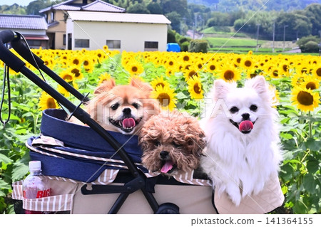 A mixed-breed dog taking a walk in a sunflower field. A mixed-breed dog taking a walk in a sunflower field. 141364155