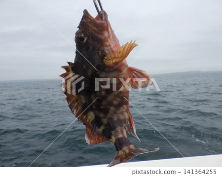 蝎子魚被抓住了 蝎子魚被抓住了 141364255