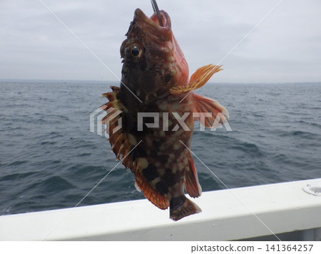 蝎子魚被抓住了 141364257