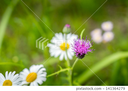 Around the time the thistles bloom Around the time the thistles bloom 141364279